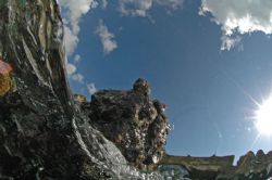 Snais on a rock, Sunset House, Grand Cayman. by David Heidemann 
